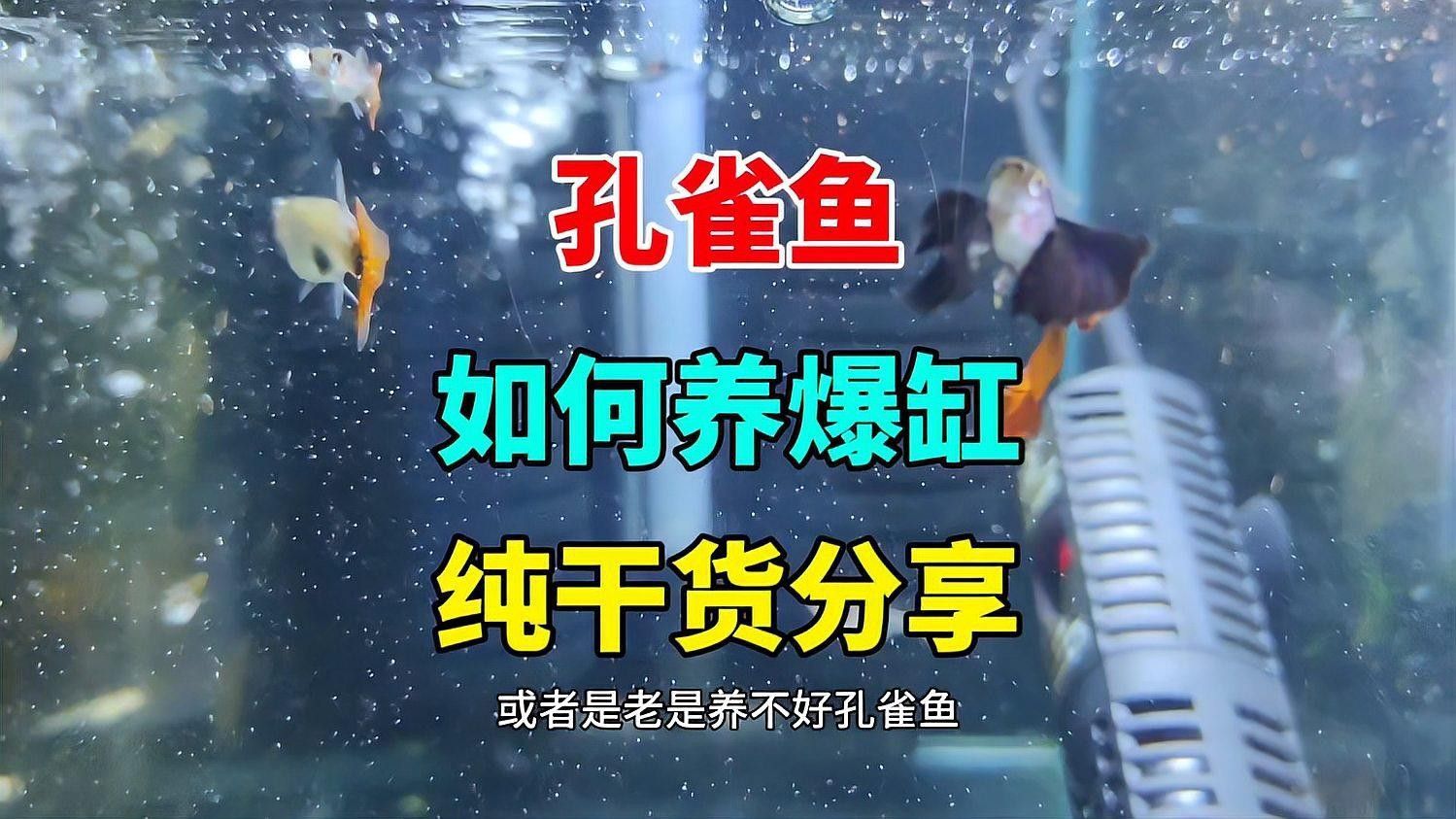 孔雀魚換水后多久喂食（孔雀魚換水后多久可以喂食巴游俠孔雀魚喂養全攻略）
