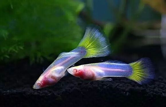 孔雀魚換水后多久喂食（孔雀魚換水后多久可以喂食巴游俠孔雀魚喂養全攻略）