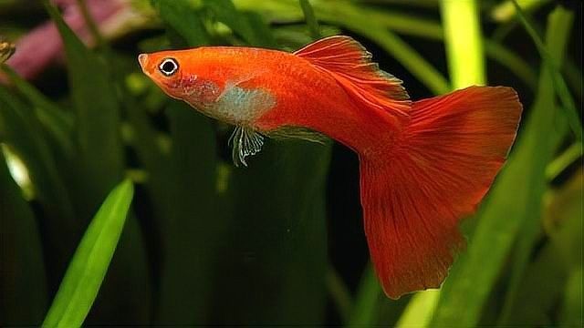 孔雀魚換水后多久喂食（孔雀魚換水后多久可以喂食巴游俠孔雀魚喂養全攻略）