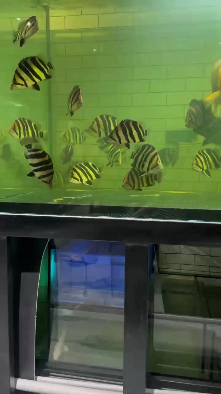 魚缸用增氧泵價格是多少:魚缸增氧機-xtrac增氧機-xtrac增氧機 蘇虎四紋虎(有聲書:蘇虎《四紋虎》) 龍魚論壇 蘇虎四紋虎(有聲書:蘇虎《四紋虎》) 蘇虎四紋虎(有聲書:蘇虎《四紋虎》) 龍魚論壇