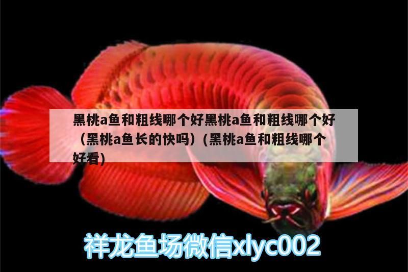 黑桃a魚和粗線哪個好黑桃a魚和粗線哪個好（黑桃a魚長的快嗎）(黑桃a魚和粗線哪個好看)（黑桃a魚和粗線哪個好）
