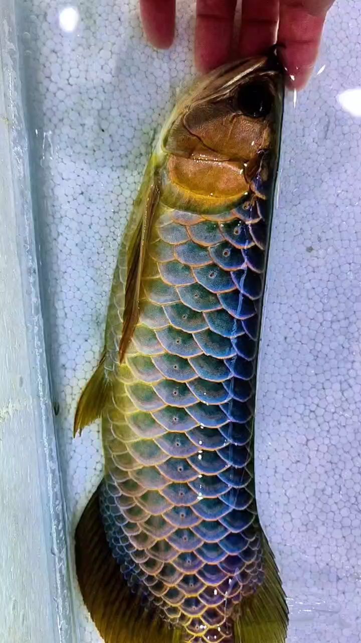 水幕金古典～昆侖之美（“水幕金古典～昆侖之美”暗示了一段關于昆侖山的壯麗景象和其文化內涵的描述） 水幕金古典～昆侖之美（“水幕金古典～昆侖之美”暗示了一段關于昆侖山的壯麗景象和其文化內涵的描述） 龍魚論壇