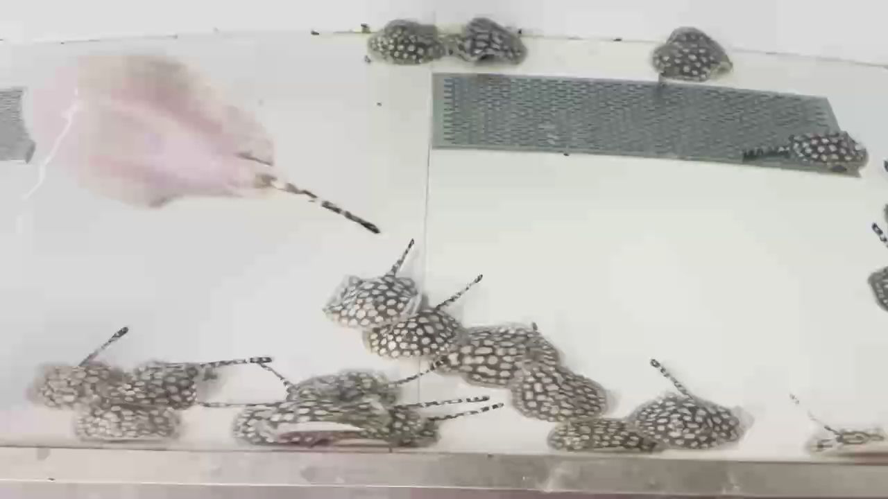 小魚狀態(tài)如牛 小魚狀態(tài)如牛 龍魚論壇