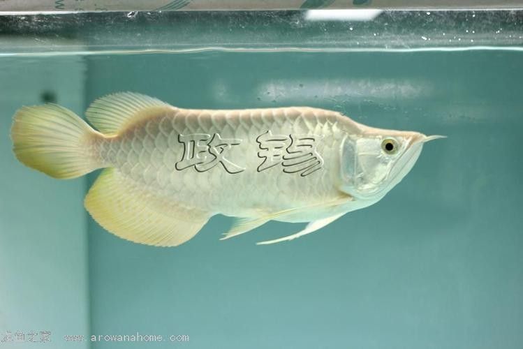 如何鑒別政錫龍魚的品相？（如何快速區(qū)分政錫龍魚？） 如何鑒別政錫龍魚的品相？（如何快速區(qū)分政錫龍魚？） 龍魚百科 第2張