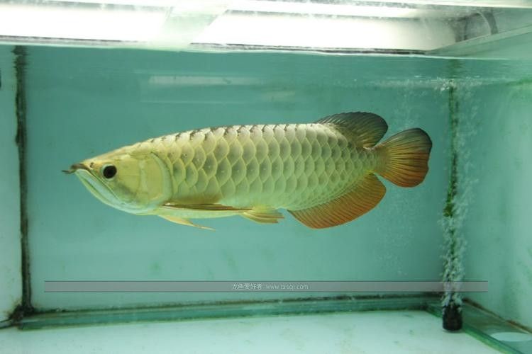 如何鑒別政錫龍魚的品相？（如何快速區(qū)分政錫龍魚？） 如何鑒別政錫龍魚的品相？（如何快速區(qū)分政錫龍魚？） 龍魚百科 第3張