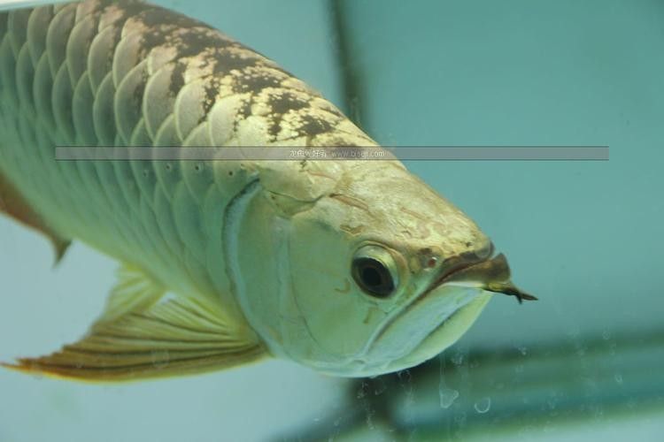 如何鑒別政錫龍魚的品相？（如何快速區(qū)分政錫龍魚？） 如何鑒別政錫龍魚的品相？（如何快速區(qū)分政錫龍魚？） 龍魚百科 第6張