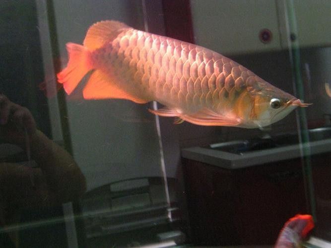 如何鑒別政錫龍魚的品相？（如何快速區(qū)分政錫龍魚？） 如何鑒別政錫龍魚的品相？（如何快速區(qū)分政錫龍魚？） 龍魚百科 第4張