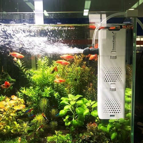 有哪些魚缸過濾系統適合龍虎混養？（適合龍虎混養的幾種魚缸過濾系統） 有哪些魚缸過濾系統適合龍虎混養？（適合龍虎混養的幾種魚缸過濾系統） 龍魚百科 第5張