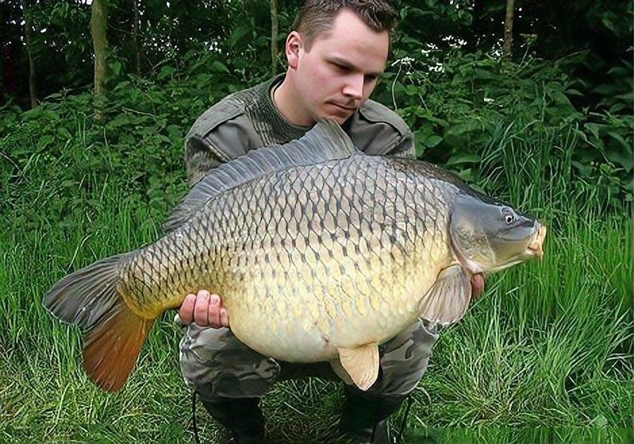 哪些國家允許跨世界釣魚 哪些國家允許跨世界釣魚 龍魚百科 第8張