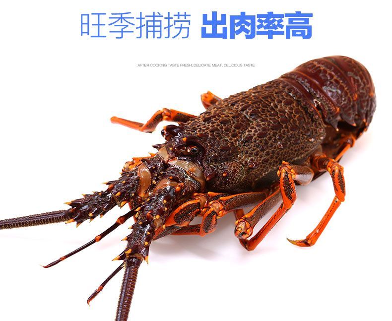 紅龍和澳龍 價格（紅龍與澳龍的價格對比）