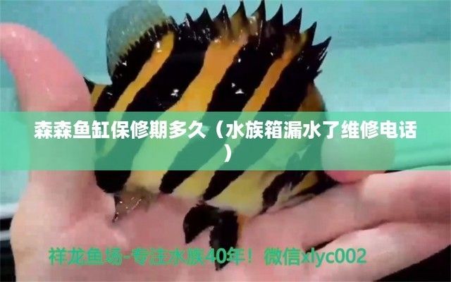銀龍和銀板能一起養(yǎng)嗎?（銀龍和銀板能一起養(yǎng)嗎視頻）