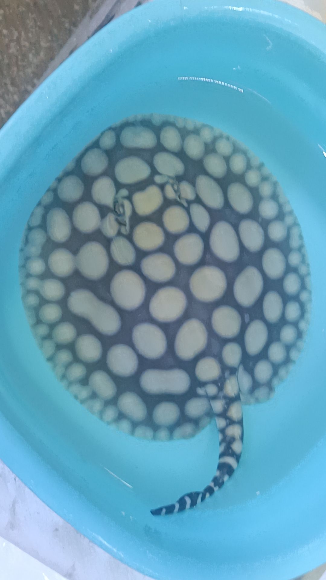 早安6666 早安6666 龍魚論壇 第1張