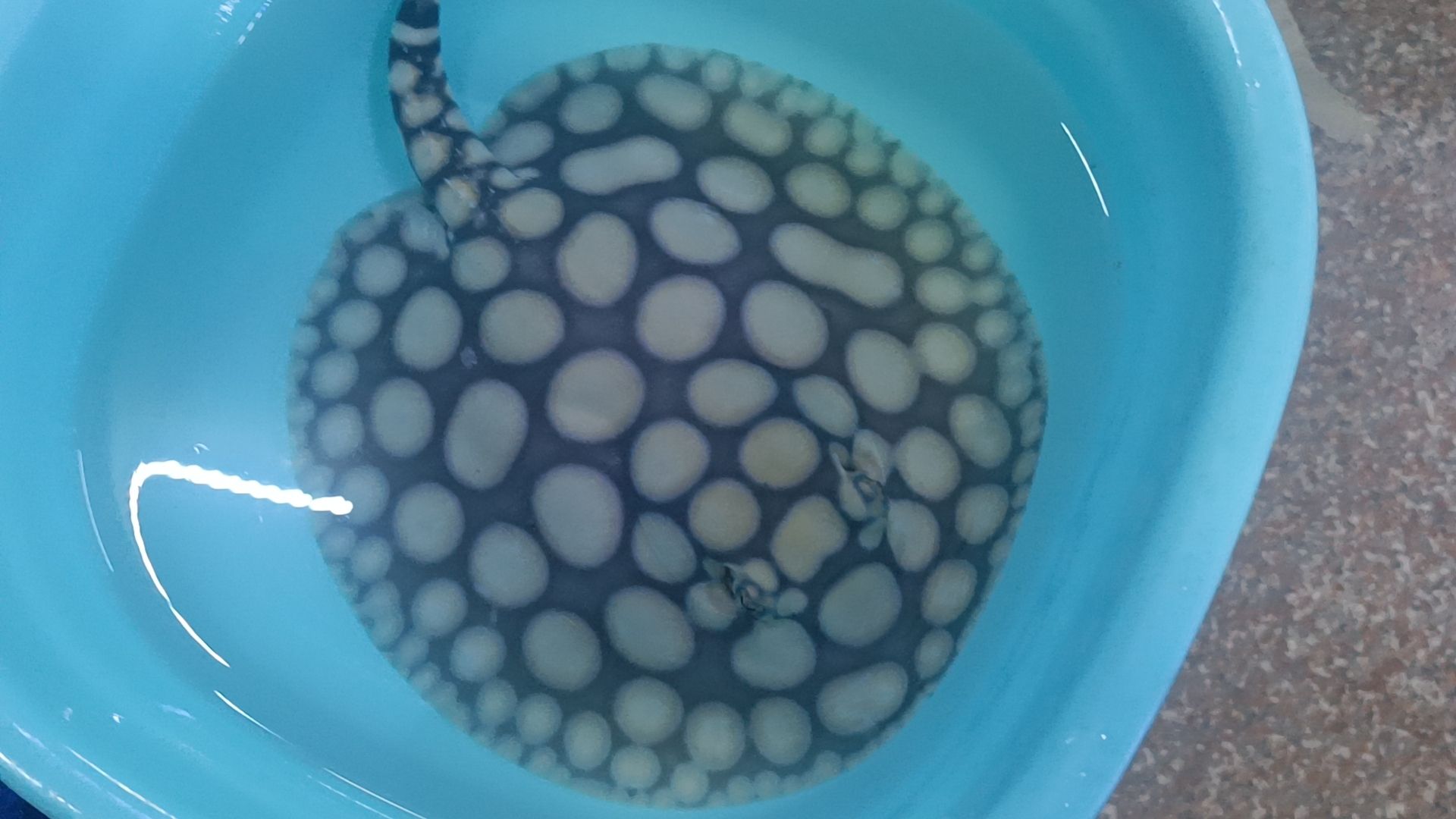 早安6666 早安6666 龍魚論壇 第2張
