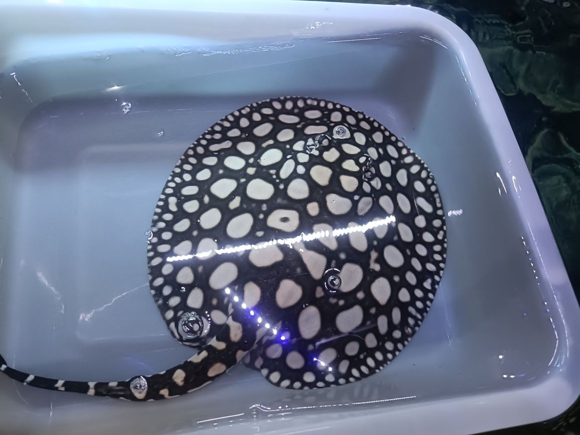 龍魚平時喂養什么食物比較好（龍魚喂什么飼料） 龍魚平時喂養什么食物比較好（龍魚喂什么飼料） 觀賞魚百科 第2張