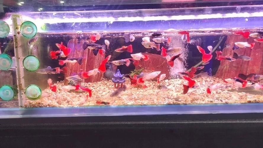 廣州哪個紅龍魚批發市場最好