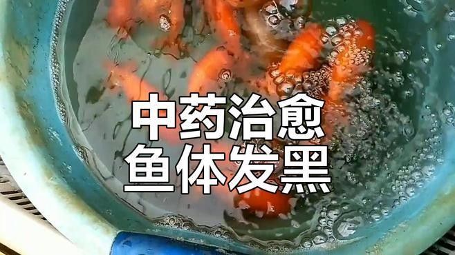 龍魚變黑如何恢復原色（魚身上變黑是什么原因）