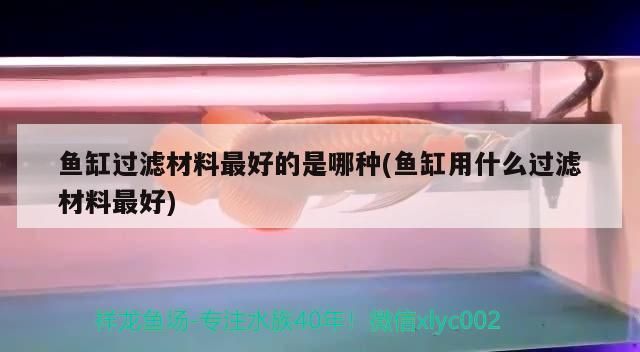 龍魚和飛鳳魚的數量(龍魚和飛鳳魚的數量對比) 龍魚和飛鳳魚的數量(龍魚和飛鳳魚的數量對比) 觀賞魚百科