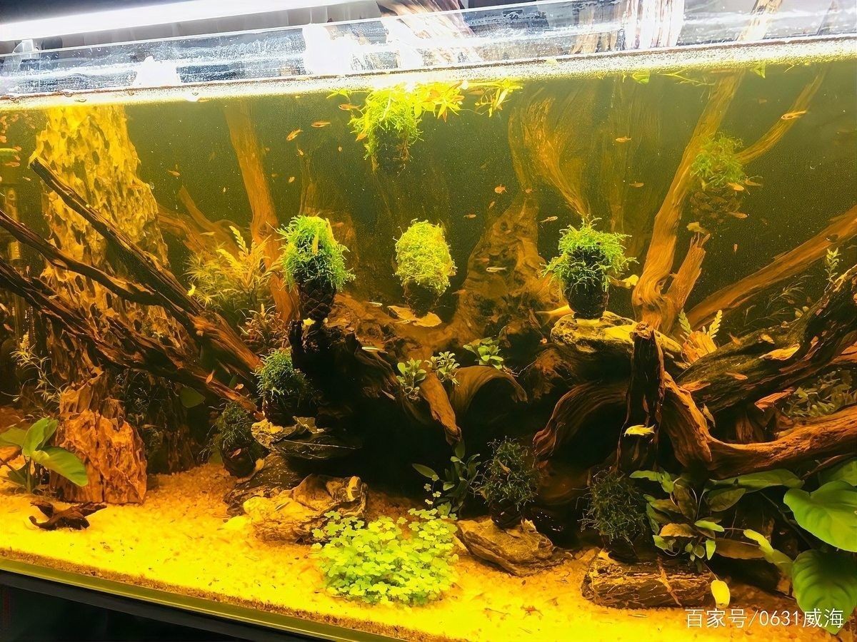 沉木黃水對魚有影響嗎？