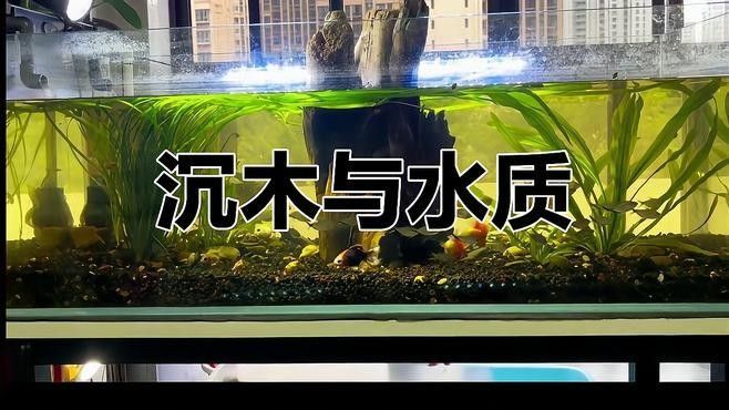 沉木黃水對魚有影響嗎？