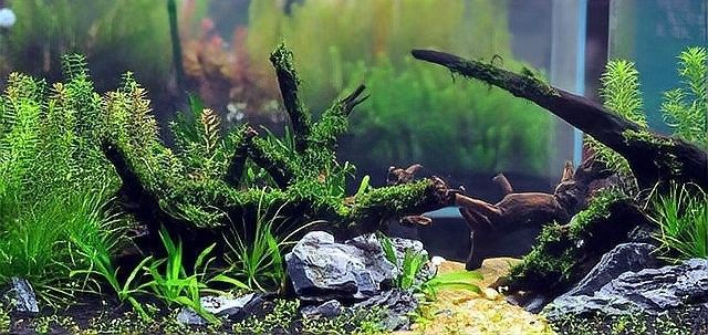 沉木黃水對魚有影響嗎？