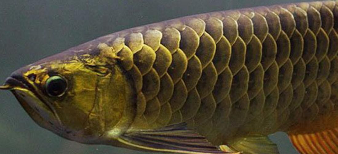 有沒有高清的非洲黑龍魚照片？（關于非洲黑龍魚的特征及高清圖片資源建議） 有沒有高清的非洲黑龍魚照片？（關于非洲黑龍魚的特征及高清圖片資源建議） 龍魚百科 第9張