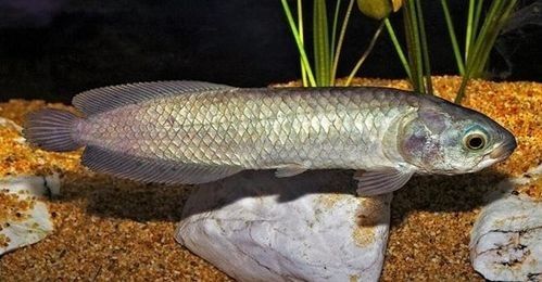 有沒有高清的非洲黑龍魚照片？（關于非洲黑龍魚的特征及高清圖片資源建議） 有沒有高清的非洲黑龍魚照片？（關于非洲黑龍魚的特征及高清圖片資源建議） 龍魚百科 第10張