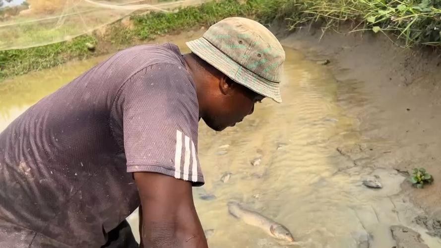 有沒有高清的非洲黑龍魚照片？（關于非洲黑龍魚的特征及高清圖片資源建議） 有沒有高清的非洲黑龍魚照片？（關于非洲黑龍魚的特征及高清圖片資源建議） 龍魚百科 第6張