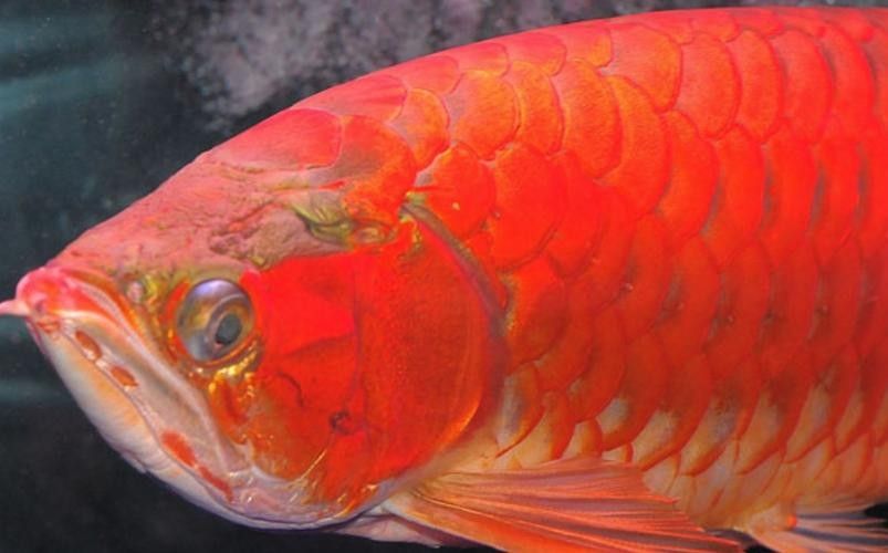 有沒有高清的非洲黑龍魚照片？（關于非洲黑龍魚的特征及高清圖片資源建議） 有沒有高清的非洲黑龍魚照片？（關于非洲黑龍魚的特征及高清圖片資源建議） 龍魚百科 第12張