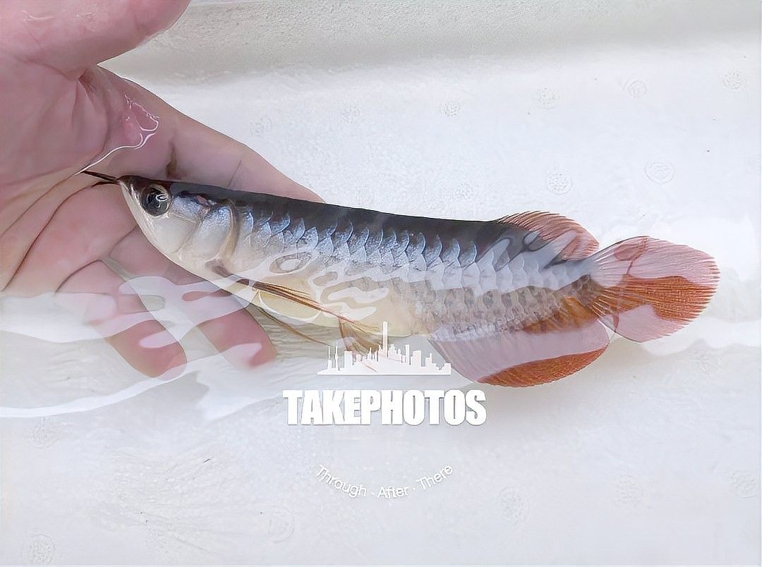 龍魚飼養需要多長時間（龍魚的飼養周期）