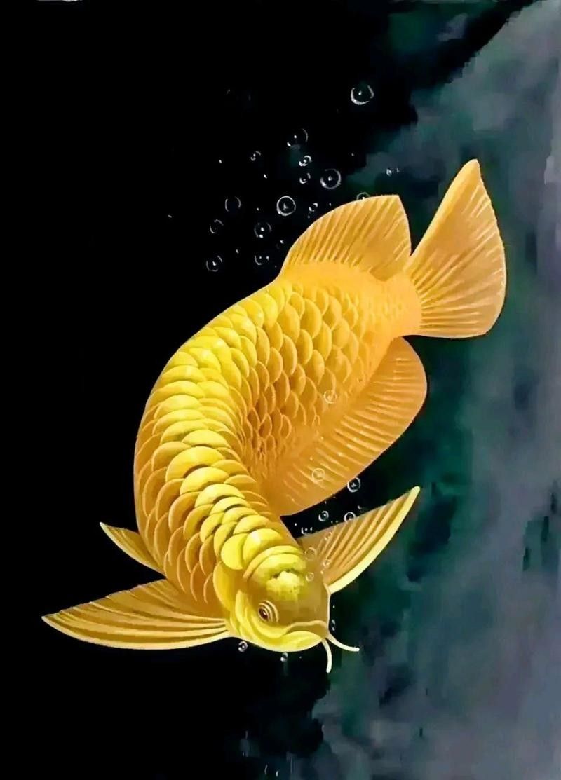 金龍魚(yú)高清壁紙有哪些風(fēng)格可選？（常見(jiàn)的金龍魚(yú)高清壁紙風(fēng)格）
