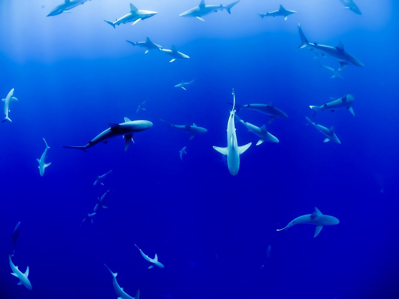 重慶水族批發市場有哪些地方賣海鮮的（重慶市水族館魚批發市場）（重慶水族批發市場）