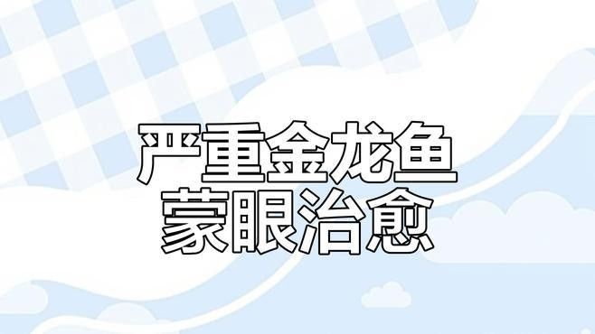 金龍魚掉眼手術的成功率有多高？