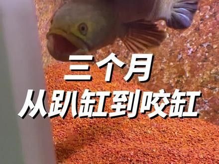 長期馴化雷龍魚和銀龍需要多久？（「阿正水族館」酒紅雷龍互動性解析）