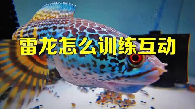 長期馴化雷龍魚和銀龍需要多久？（「阿正水族館」酒紅雷龍互動性解析）