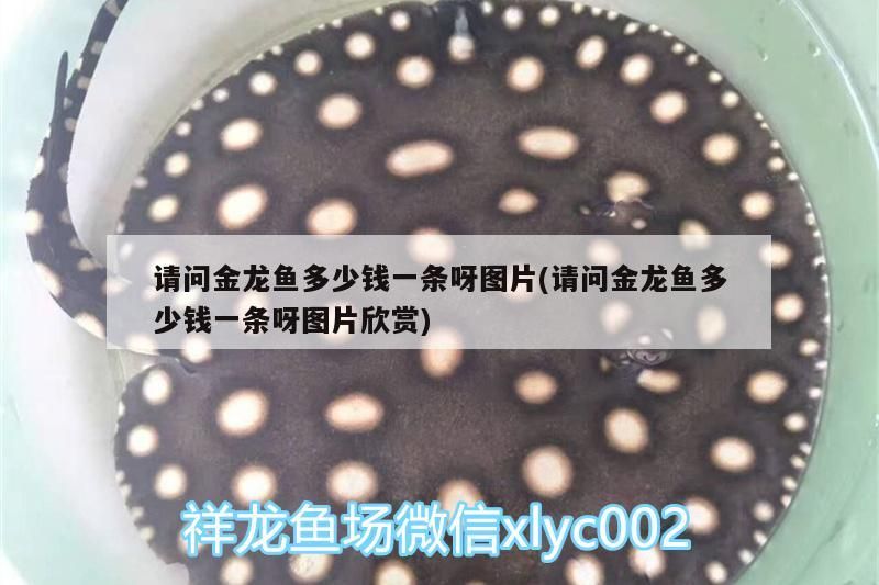 請問金龍魚多少錢一條呀圖片(請問金龍魚多少錢一條呀圖片欣賞)