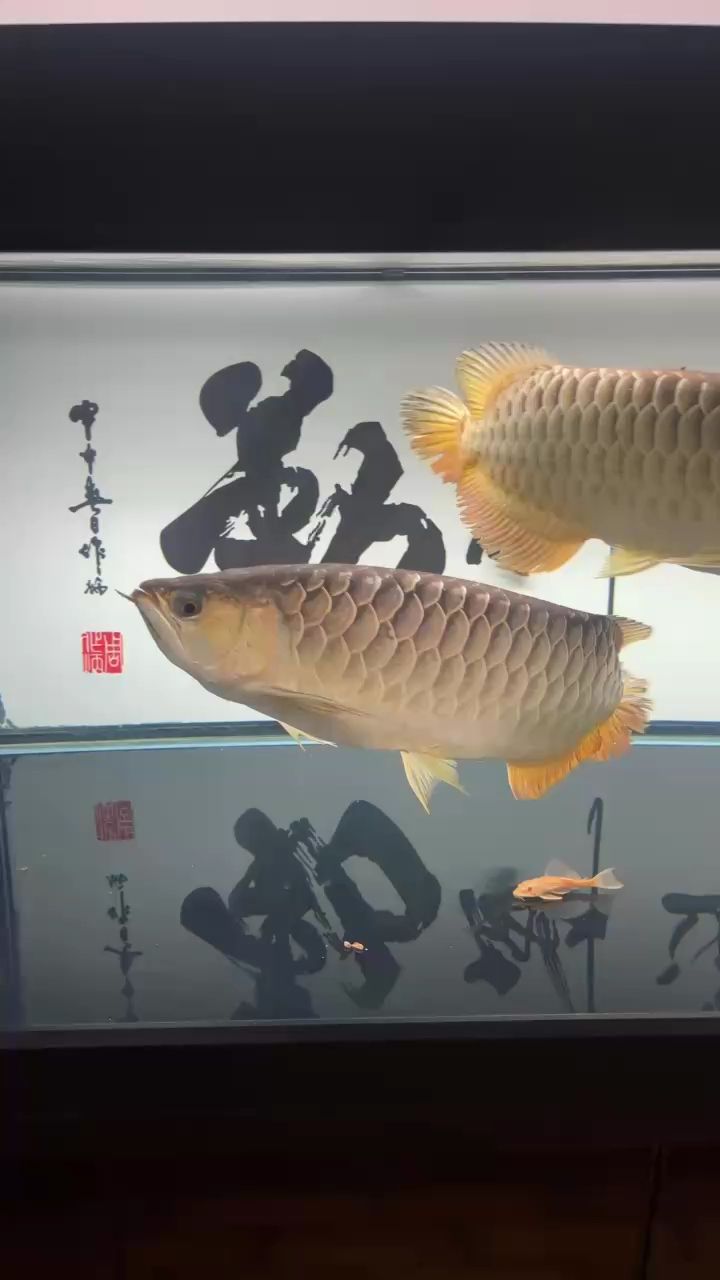 小龍30個月了（小龍30個月了，才不是死扛）