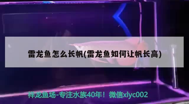 雷龍魚怎么長帆(雷龍魚如何讓帆長高)