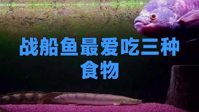 龍魚和戰船魚的食物需求（20-30公分龍魚飼養技巧）