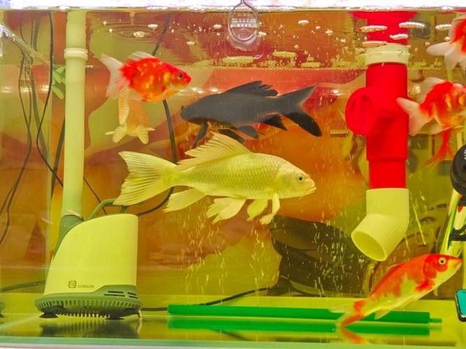 龍魚缸養錦鯉需要注意什么（魚缸養錦鯉時有幾個關鍵點需要注意以確保魚類的健康和魚缸的美觀）