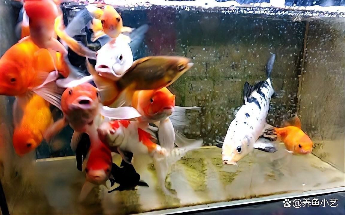 龍魚缸養錦鯉需要注意什么（魚缸養錦鯉時有幾個關鍵點需要注意以確保魚類的健康和魚缸的美觀）