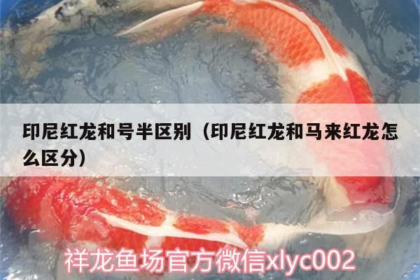 印尼紅龍和號半區別（印尼紅龍和馬來紅龍怎么區分） 印尼紅龍和號半區別（印尼紅龍和馬來紅龍怎么區分） 觀賞魚百科