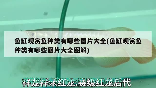 魚缸觀賞魚種類有哪些圖片大全(魚缸觀賞魚種類有哪些圖片大全圖解)