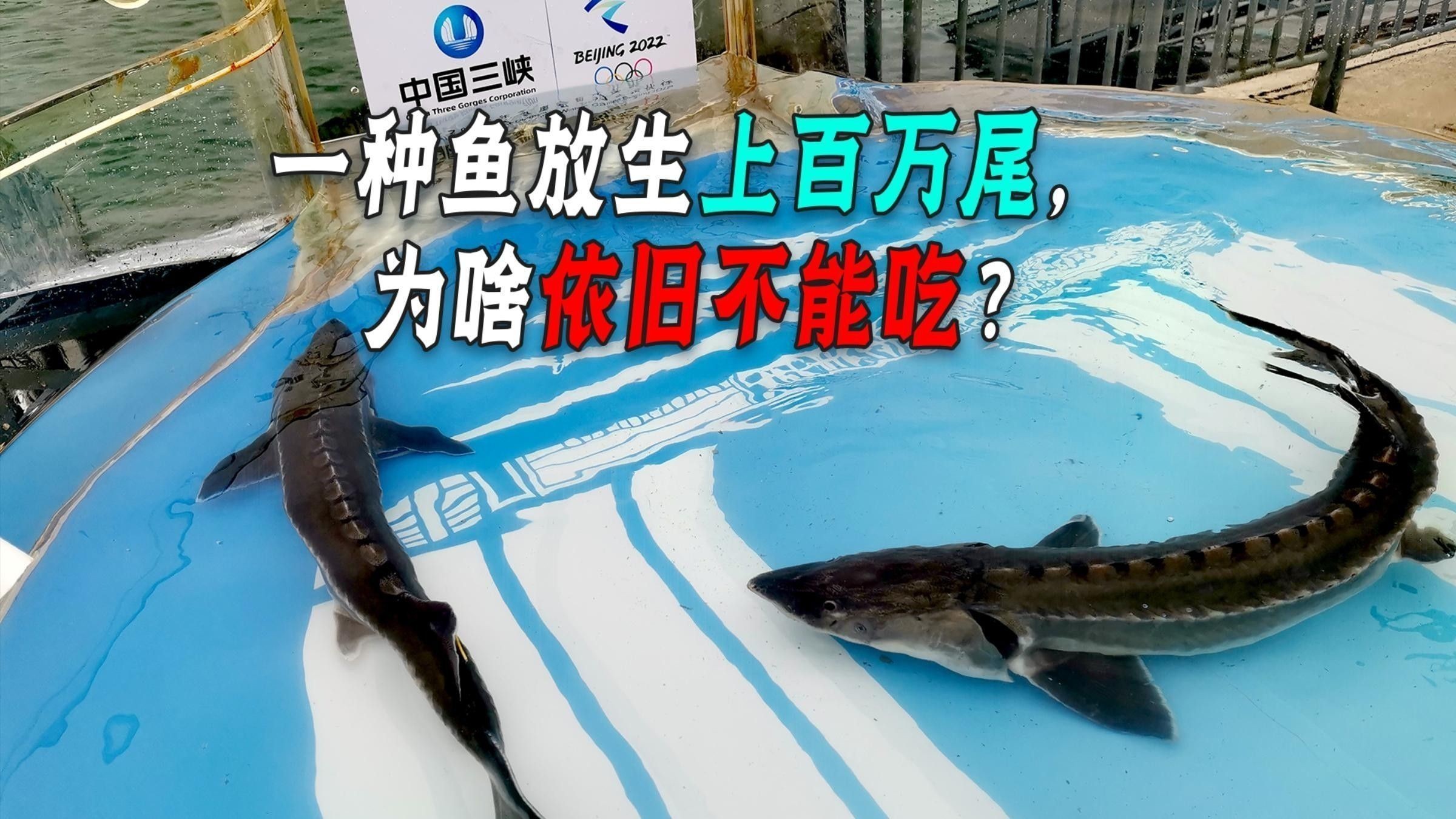 放生鱘龍魚需要多少苗種來源證明？ 放生鱘龍魚需要多少苗種來源證明？ 龍魚百科 第1張