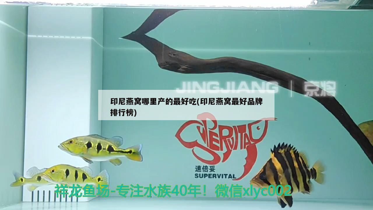 上海市觀賞魚批發市場有哪些地方（上海景觀魚批發市場）