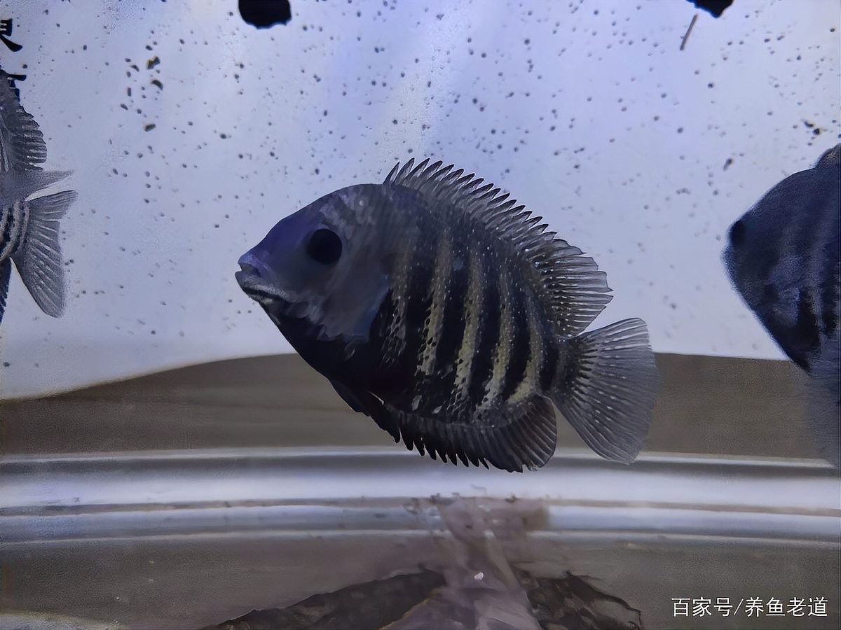 金龍魚苗的最佳購買季節（金龍魚苗的最佳購買季節與金魚等觀賞魚的飼養技巧）