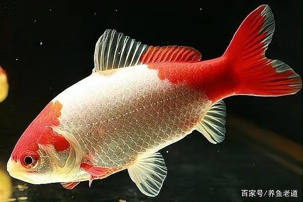 龍魚(yú)能吃錦鯉的魚(yú)糧，怎么喂養(yǎng)，龍魚(yú)能吃錦鯉的魚(yú)糧嗎