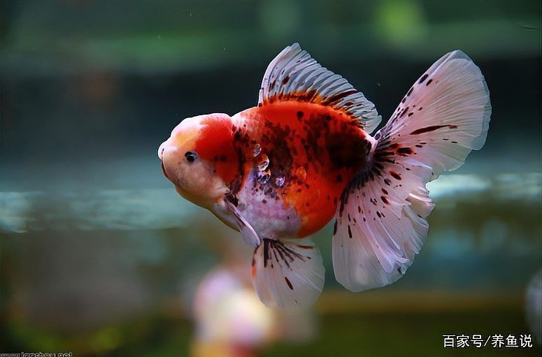 金龍魚苗的最佳購買季節（金龍魚苗的最佳購買季節與金魚等觀賞魚的飼養技巧）