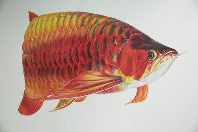 龍魚虎斑紋，龍魚的虎斑紋在水族館中的應用