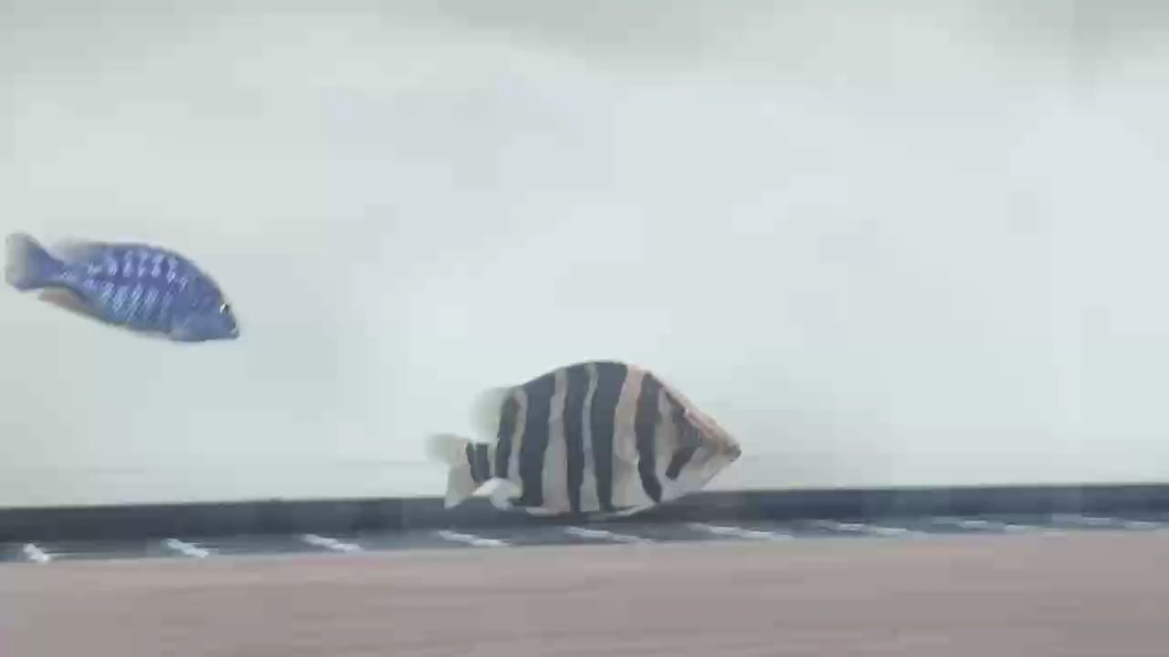 常黑黑黑黑虎的 高光時刻