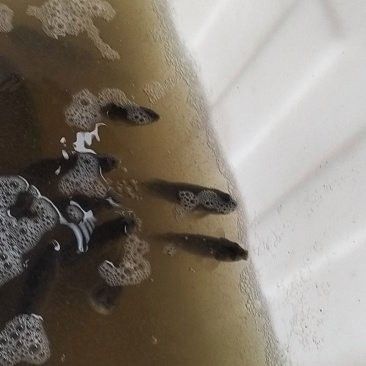 內江龍魚的市場價格是多少？（內江龍魚市場價格是多少內江龍魚市場價格是多少）